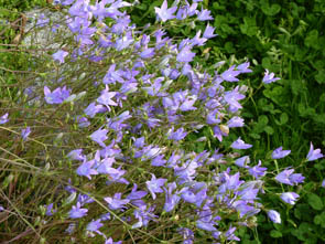 Campanula patula
